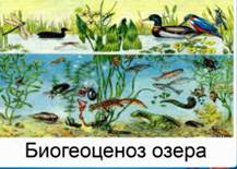 Биогеоценоз озера