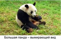 Большая панда - вымирающий вид