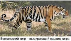 Бенгальский тигр - вымирающий подвид тигра
