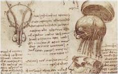 Ри­сун­ки Лео­нар­до да Винчи (XV век)