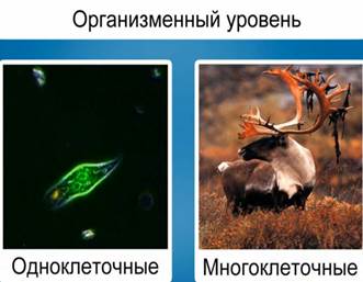 Од­но­кле­точ­ное (слева) и мно­го­кле­точ­ное (спра­ва) жи­вот­ные