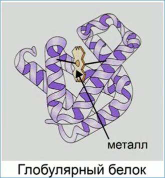 Схе­ма­ти­че­ское изоб­ра­же­ние тре­тич­ной и чет­вер­тич­ной струк­ту­ры бел­ков