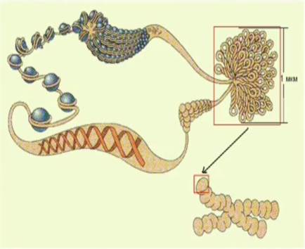 Тре­тич­ная струк­ту­ра ДНК. Сверх­плот­ная упа­ков­ка ДНК с бел­ка­ми-ги­сто­на­ми об­ра­зу­ет хро­мо­со­му