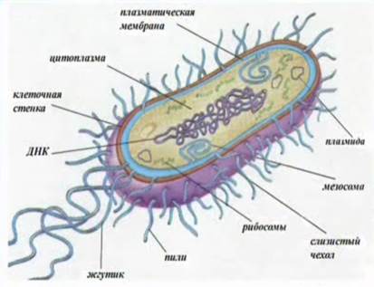 ДНК в нук­лео­и­де бак­те­рий