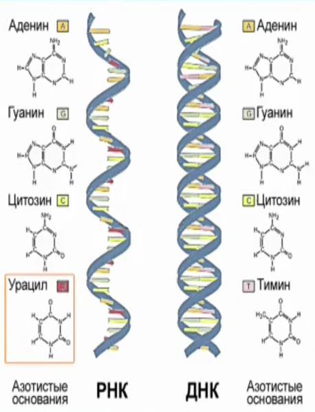Азо­ти­стые ос­но­ва­ния нук­лео­ти­дов ДНК и РНК