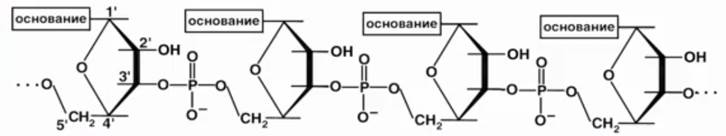 Фос­фо­ди­эфир­ная связь между от­дель­ны­ми нук­лео­ти­да­ми в це­поч­ке нук­ле­и­но­вой кис­ло­ты