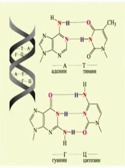 Во­до­род­ная связь и вто­рич­ная струк­ту­ра ДНК