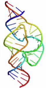 Струк­ту­ра ри­бо­зи­мо­мо­ле­ку­лы РНК, вы­пол­ня­ю­щей функ­цию ка­та­ли­за