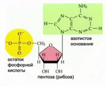 Стро­е­ние нук­лео­ти­да РНК
