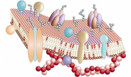Жид­кост­но-мо­за­ич­ная мо­дель мем­бра­ны