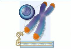 ядро, со­дер­жа­щее хро­ма­тин, хро­ма­тин, су­пер­спи­ра­ли­зо­ван­ный в хро­мо­со­му и уча­сток ДНК (вхо­дя­щей в со­став хро­ма­ти­на), со­дер­жа­щий зна­ча­щую по­сле­до­ва­тель­ность нук­лео­ти­дов