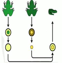 Схема кло­ни­ро­ва­ния ля­гуш­ки путем пе­ре­сад­ки ядра одной ля­гуш­ки в яй­це­клет­ку дру­гой