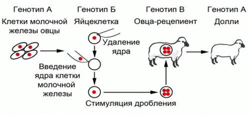 Схема кло­ни­ро­ва­ния овцы