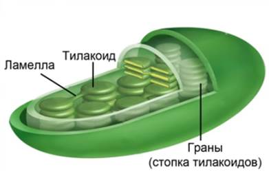 Струк­ту­ра хло­ро­пла­ста