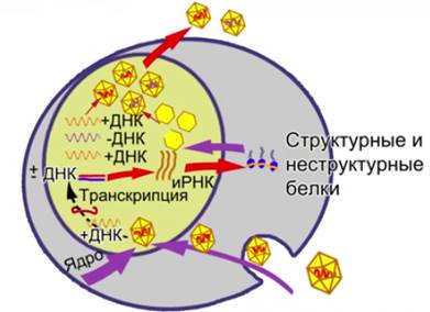 Схема ре­про­дук­ции ви­ру­са