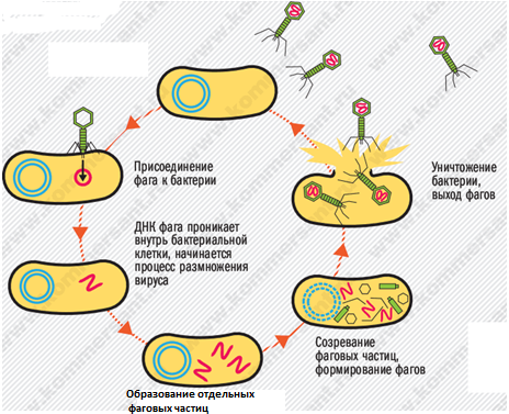 Схема раз­мно­же­ния бак­те­рио­фа­га