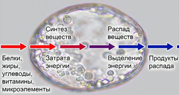 Син­тез и рас­пад ве­ществ в клет­ке