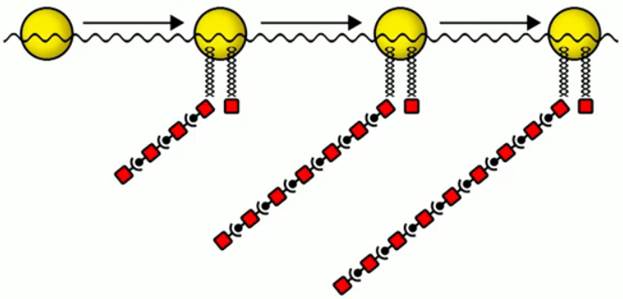 Схема син­те­за бел­ков