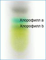 Хро­ма­то­грам­ма хло­ро­фил­лов a и b