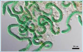 Ци­анобак­те­рии – фо­то­син­те­зи­ру­ю­щие про­ка­ри­о­ты