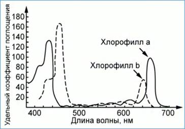 Спектр по­гло­ще­ния хло­ро­фил­лов