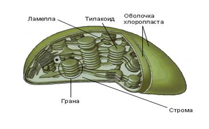 Стро­е­ние хло­ро­пла­ста