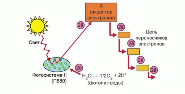 Схема про­цес­сов све­то­вой фазы фо­то­син­те­за