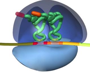 При­со­еди­не­ние двух тРНК к ко­до­нам иРНК