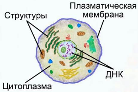 Стро­е­ние клет­ки
