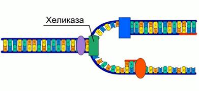 Про­цесс ре­пли­ка­ции (ре­ду­пли­ка­ции) ДНК (син­те­ти­че­ский пе­ри­од ин­тер­фа­зы).