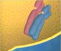 Хро­мо­со­мы в про­фа­зе 1 мей­о­за