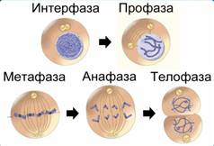 Ин­тер­фа­за и сле­ду­ю­щие за ней фазы ми­то­за: про­фа­за, ме­та­фа­за, ана­фа­за и те­ло­фа­за