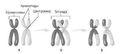 Конъ­юга­ция (пе­ре­крест) хро­мо­сом в про­фа­зе 1 мей­о­за