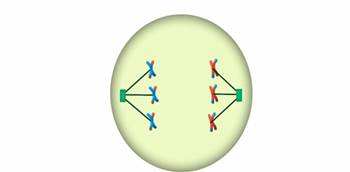 Ана­фа­за 1 мей­о­за. Рас­хож­де­ние го­мо­ло­гич­ных хро­мо­сом к по­лю­сам клет­ки. Каж­дая хро­мо­со­ма со­сто­ит из двух хро­ма­тид. В ре­зуль­та­те крос­син­го­ве­ра (об­ме­на участ­ка­ми в про­фа­зе 1) хро­ма­ти­ды от­ли­ча­ют­ся друг о друга.