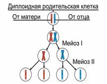 Схема рас­пре­де­ле­ния ро­ди­тель­ских хро­мо­сом в ре­зуль­та­те двух де­ле­ний мей­о­за