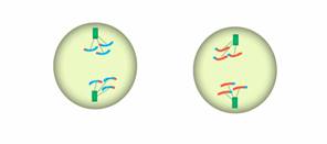 Ана­фа­за II мей­о­за, про­ис­хо­дя­щая в двух до­чер­них клет­ках. До­чер­ние хро­ма­ти­ды рас­хо­дят­ся к по­лю­сам кле­ток.