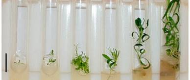 Мик­ро­кло­наль­ное раз­мно­же­ние. Клет­ки рас­те­ния по­ме­ща­ют в про­бир­ку, а затем вы­ра­щи­ва­ют в спе­ци­аль­ных усло­ви­ях.