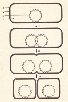 Пря­мое де­ле­ние клет­ки про­ка­ри­от: І – клет­ка, го­то­ва к де­ле­нию; ІІ – ре­пли­ка­ция ДНК; ІІІ – об­ра­зо­ва­ние до­чер­них кле­ток.  1 – кле­точ­ная стен­ка, 2 – плаз­ма­ти­че­ская мем­бра­на, 3 – нук­лео­ид (коль­це­вая мо­ле­ку­ла ДНК, в ко­то­рой хра­нит­ся на­след­ствен­ная ин­фор­ма­ция про­ка­ри­от), 4 – ци­то­плаз­ма