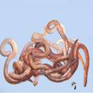 Жи­вот­ные-гер­ма­фро­ди­ты.: В –Коль­ча­тые черви