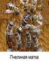 Пче­ли­ная семья