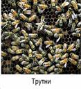 Пче­ли­ная семья