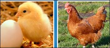 При­ме­ры пря­мо­го раз­ви­тия жи­вот­ных. птицы (ку­ри­ца)