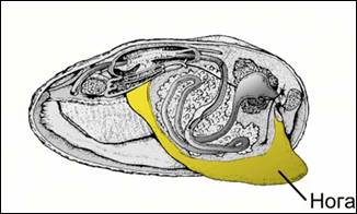 Дву­створ­ча­тый мол­люск жем­чуж­ни­ца. С воз­рас­том жем­чуж­ни­ца не ста­ре­ет, а ста­но­вит­ся более жиз­не­спо­соб­ной.