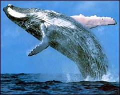 Грен­ланд­ский кит