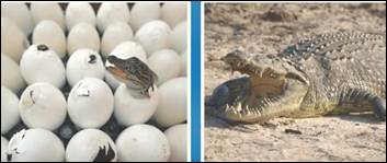 При­ме­ры пря­мо­го раз­ви­тия жи­вот­ных. реп­ти­лии (кро­ко­дил)