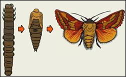 При­ме­ры непря­мо­го раз­ви­тия жи­вот­ных: ам­фи­бии (ля­гуш­ка), че­шуе­кры­лые (ба­боч­ка)
