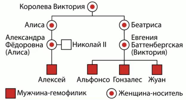 Схема на­сле­до­ва­ния ге­мо­фи­лии у по­том­ков ко­ро­ле­вы Вик­то­рии
