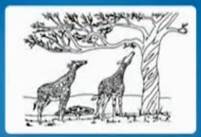 Пред­став­ле­ние Ла­мар­ка о воз­мож­ном пути по­яв­ле­ния и раз­ви­тия длин­но­ше­их жи­ра­фов