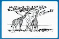 Пред­став­ле­ние Ла­мар­ка о воз­мож­ном пути по­яв­ле­ния и раз­ви­тия длин­но­ше­их жи­ра­фов
