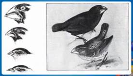Раз­но­об­ра­зие дар­ви­нов­ских вьюр­ков. Слева изоб­ра­же­ны клювы птиц, ко­то­рые пи­та­ют­ся раз­ной пищей